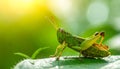 Beautiful Grasshopper macro in green nature Royalty Free Stock Photo