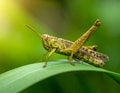 Beautiful Grasshopper macro in green nature Royalty Free Stock Photo