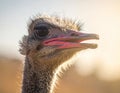 Ostrich Closeup Royalty Free Stock Photo