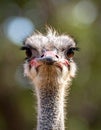 Ostrich Closeup Royalty Free Stock Photo