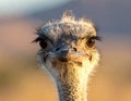 Ostrich Closeup Royalty Free Stock Photo