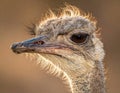 Ostrich Closeup Royalty Free Stock Photo