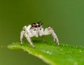 Small and tiny white and brownish jumping spider (Carrhotus sp.) crawling on a green Royalty Free Stock Photo