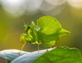 Pseudophyllus titans or giant leaf katydid (giant leaf bug) -- note select focus Royalty Free Stock Photo