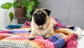 Cute pug lying on warm handmade colorful blanket at home. Champagne colored domestic Royalty Free Stock Photo