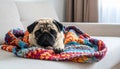 Cute pug lying on warm handmade colorful blanket at home. Champagne colored domestic Royalty Free Stock Photo