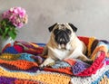 Cute pug lying on warm handmade colorful blanket at home. Champagne colored domestic Royalty Free Stock Photo