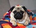 Cute pug lying on warm handmade colorful blanket at home. Champagne colored domestic Royalty Free Stock Photo