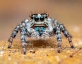 Jumping spider the best shots Royalty Free Stock Photo
