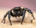Jumping spider the best shots Royalty Free Stock Photo
