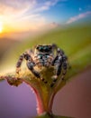 Jumping spider the best shots Royalty Free Stock Photo