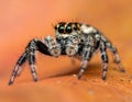 Jumping spider the best shots Royalty Free Stock Photo