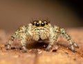 Jumping spider the best shots Royalty Free Stock Photo