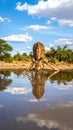 Giraffe drinking front view in waterhole in Kruger National park, South Africa Royalty Free Stock Photo