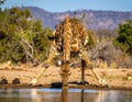 Giraffe drinking front view in waterhole in Kruger National park, South Africa Royalty Free Stock Photo