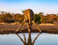 Giraffe drinking front view in waterhole in Kruger National park, South Africa Royalty Free Stock Photo