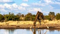 Giraffe drinking front view in waterhole in Kruger National park, South Africa Royalty Free Stock Photo