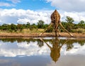 Giraffe drinking front view in waterhole in Kruger National park, South Africa Royalty Free Stock Photo