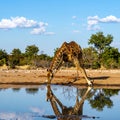 Giraffe drinking front view in waterhole in Kruger National park, South Africa Royalty Free Stock Photo