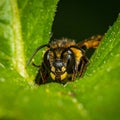Litlle bee hiding Royalty Free Stock Photo