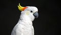 Salmon-Crested Cockatoo or Moluccan Cockatoo, cacatua moluccensis, Adult Royalty Free Stock Photo
