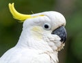 Salmon-Crested Cockatoo or Moluccan Cockatoo, cacatua moluccensis, Adult Royalty Free Stock Photo