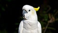 Salmon-Crested Cockatoo or Moluccan Cockatoo, cacatua moluccensis, Adult Royalty Free Stock Photo