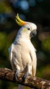 Salmon-Crested Cockatoo or Moluccan Cockatoo, cacatua moluccensis, Adult Royalty Free Stock Photo
