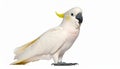 Salmon-Crested Cockatoo or Moluccan Cockatoo, cacatua moluccensis, Adult Royalty Free Stock Photo