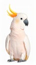 Salmon-Crested Cockatoo or Moluccan Cockatoo, cacatua moluccensis, Adult Royalty Free Stock Photo