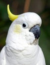 Salmon-Crested Cockatoo or Moluccan Cockatoo, cacatua moluccensis, Adult Royalty Free Stock Photo