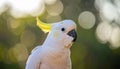 Salmon-Crested Cockatoo or Moluccan Cockatoo, cacatua moluccensis, Adult Royalty Free Stock Photo