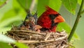 Two cardinal eggs in a nest that are just days old Royalty Free Stock Photo