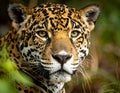 A stunning close-up of a jaguar in the wild, captured in a moment of calm yet powerful Royalty Free Stock Photo