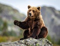 An adult brown bear sitting on a rock with one front paw outstretched, with a curious Royalty Free Stock Photo