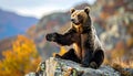 An adult brown bear sitting on a rock with one front paw outstretched, with a curious Royalty Free Stock Photo