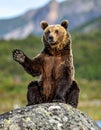 An adult brown bear sitting on a rock with one front paw outstretched, with a curious Royalty Free Stock Photo