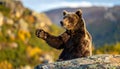 An adult brown bear sitting on a rock with one front paw outstretched, with a curious Royalty Free Stock Photo