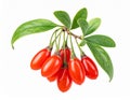 Ripe Goji Berries Hanging on Branch Royalty Free Stock Photo