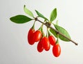Ripe Goji Berries Hanging on Branch Royalty Free Stock Photo