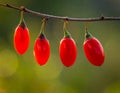 Ripe Goji Berries Hanging on Branch Royalty Free Stock Photo