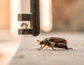 May-beetle located on the key in a floor a profile Royalty Free Stock Photo