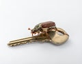 May-beetle located on the key in a floor a profile Royalty Free Stock Photo