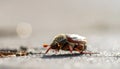 May-beetle located on the key in a floor a profile Royalty Free Stock Photo