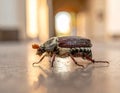 May-beetle located on the key in a floor a profile Royalty Free Stock Photo