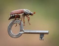 May-beetle located on the key in a floor a profile Royalty Free Stock Photo