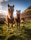 The Long Mynd wild ponies Royalty Free Stock Photo