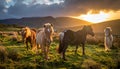 The Long Mynd wild ponies Royalty Free Stock Photo