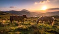 The Long Mynd wild ponies Royalty Free Stock Photo