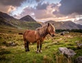 The Long Mynd wild ponies Royalty Free Stock Photo